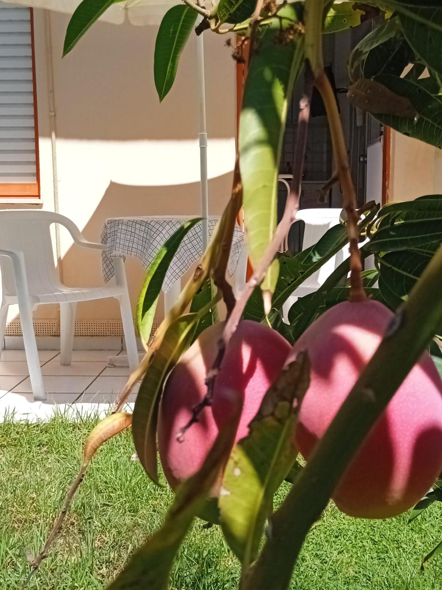 Ilona Apartments Chania Kato Daratso Room photo